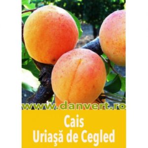 cais_uriasa_de_cegled
