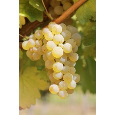 rsz_sauvignon_blank